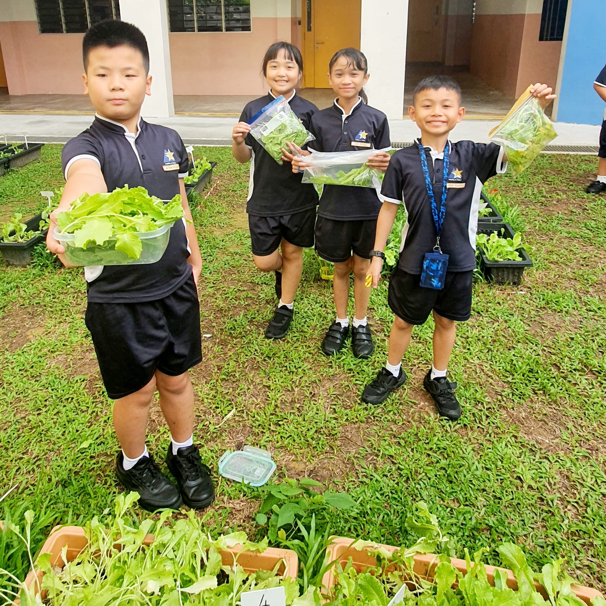 Four students harvesting their plants 